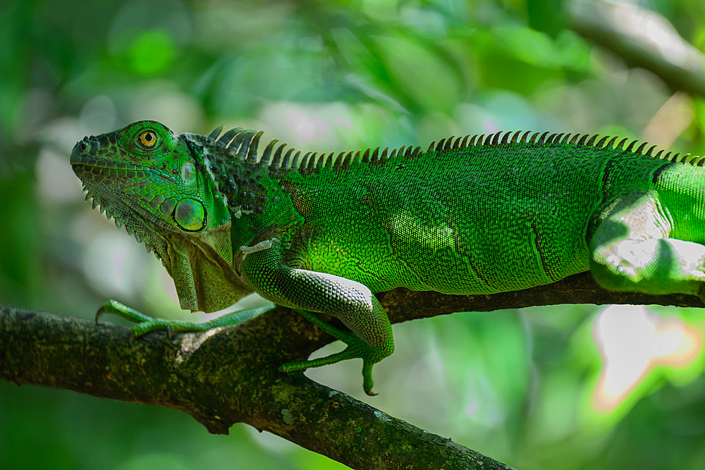 Green Iguana, Costa Rica, Central America