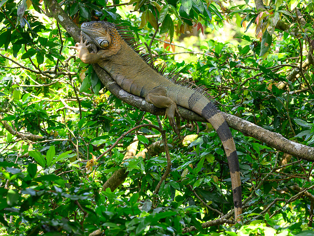 Green Iguana, Costa Rica, Central America