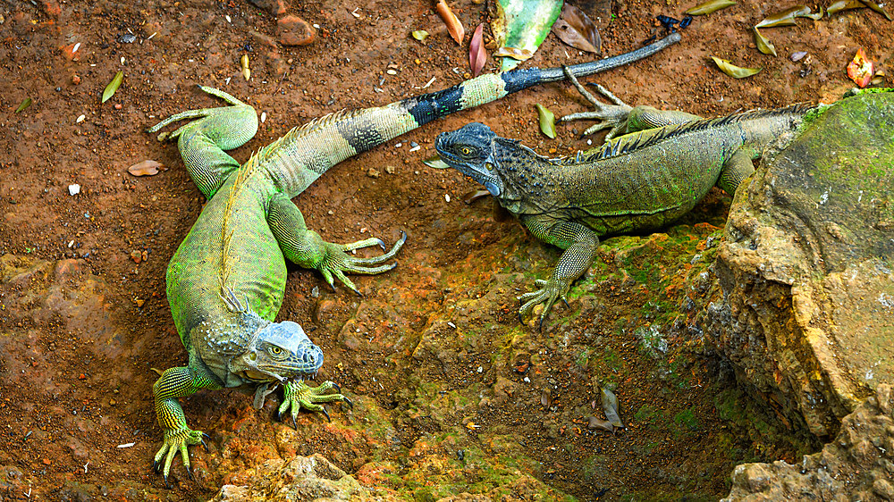 Green Iguana, Costa Rica, Central America