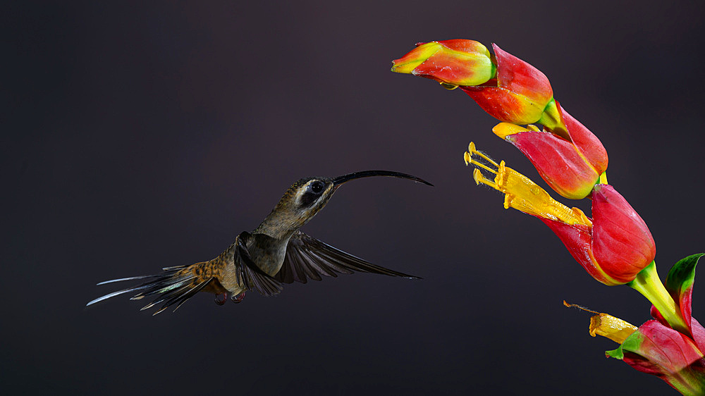 Long billed hermit hummingbird, Costa Rica, Central America