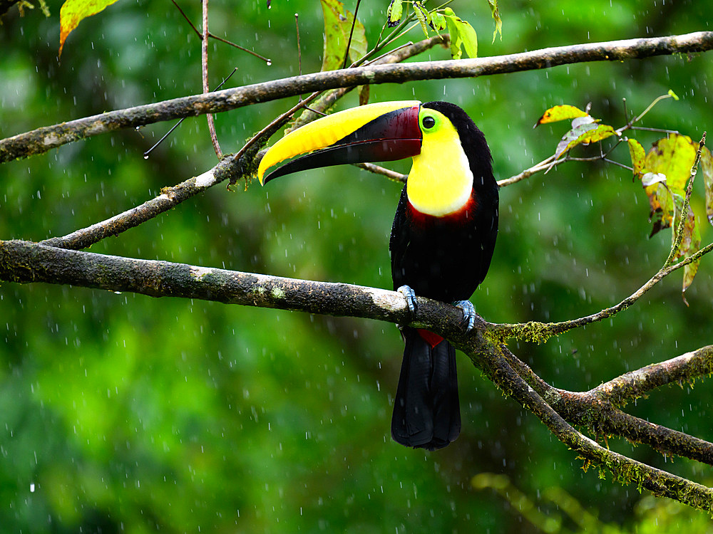 Black Mandibled Toucan, Costa Rica, Central America