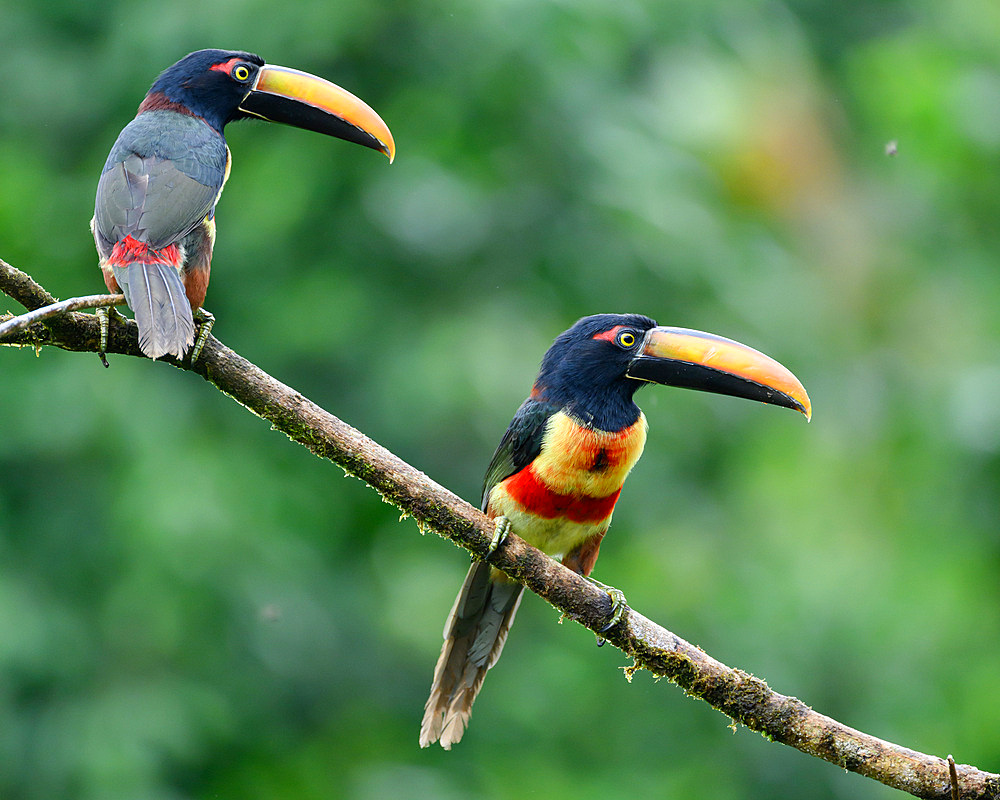 Fiery billed Aracari, Costa Rica, Central America