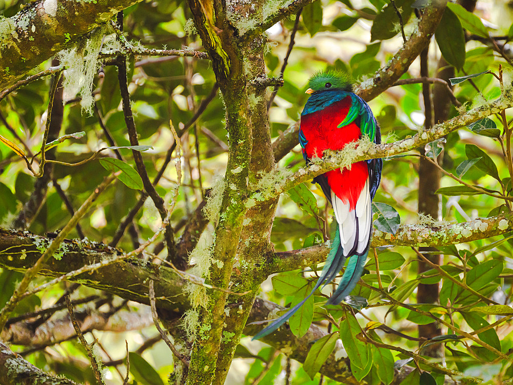 Resplendent Quetzal, Costa Rica, Central America