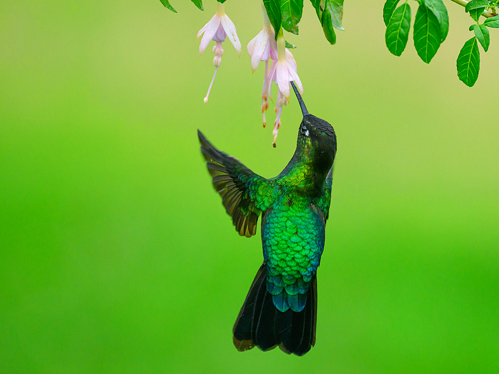 Fiery Throated hummingbird, Costa Rica, Central America