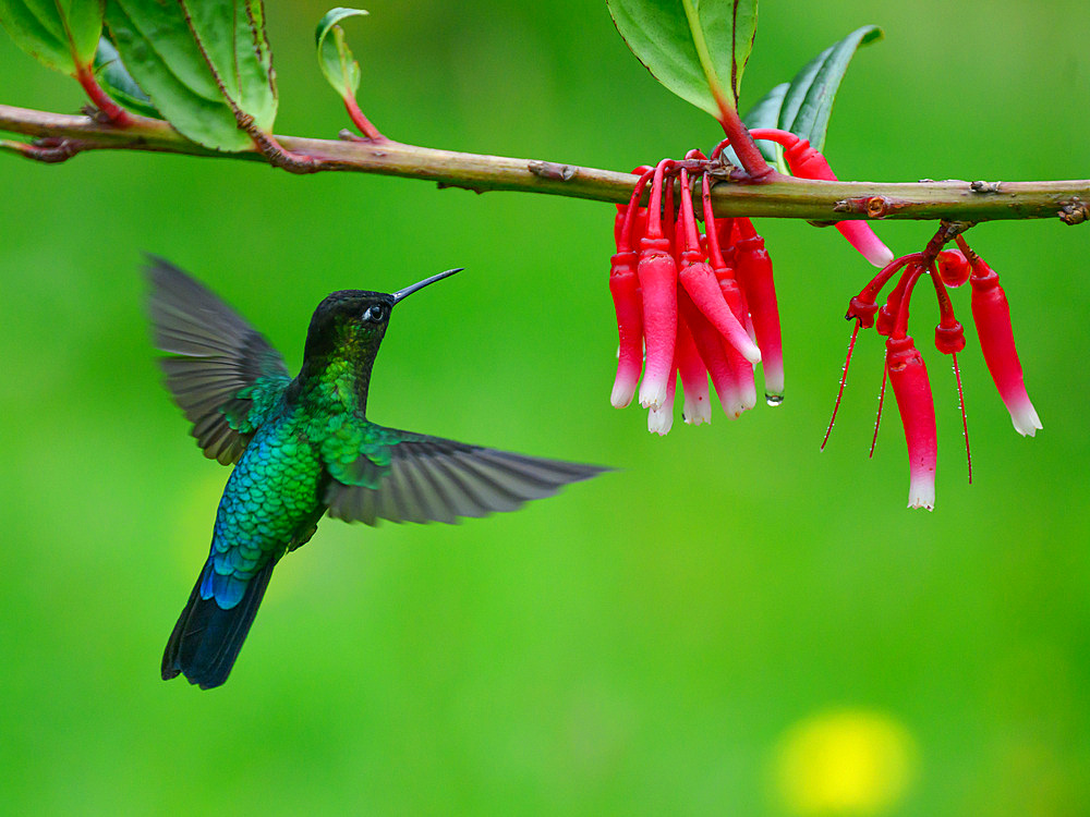 Fiery Throated hummingbird, Costa Rica, Central America