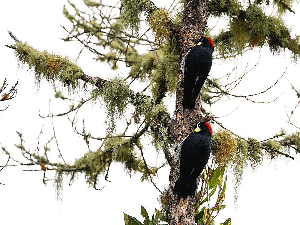 Black Cheeked Woodpeckers, Costa Rica, Central America