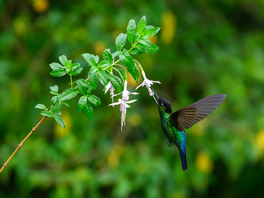 Fiery Throated hummingbird, Costa Rica, Central America