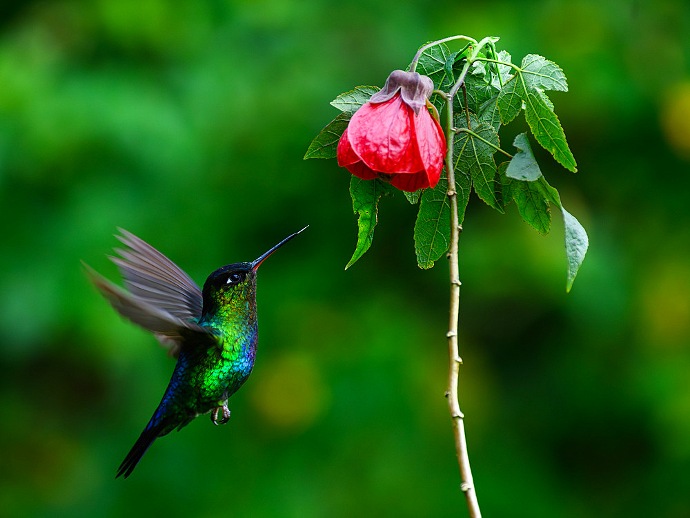 Fiery Throated hummingbird, Costa Rica, Central America