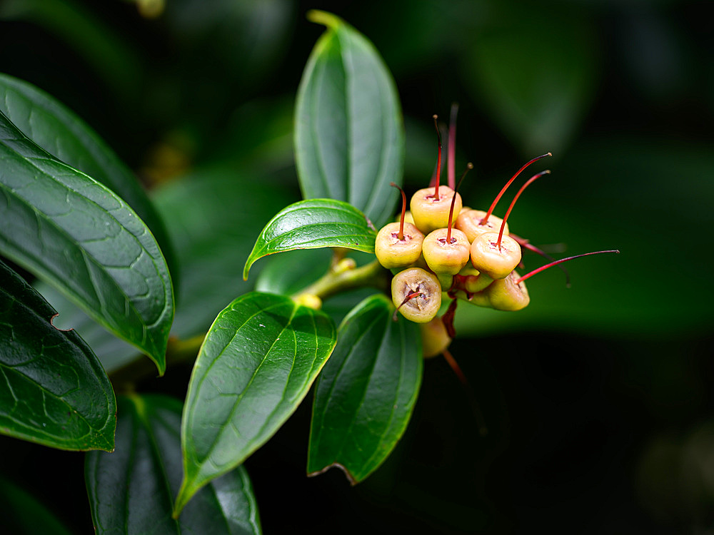 Cloud Forest Flowers, Costa Rica, Central America