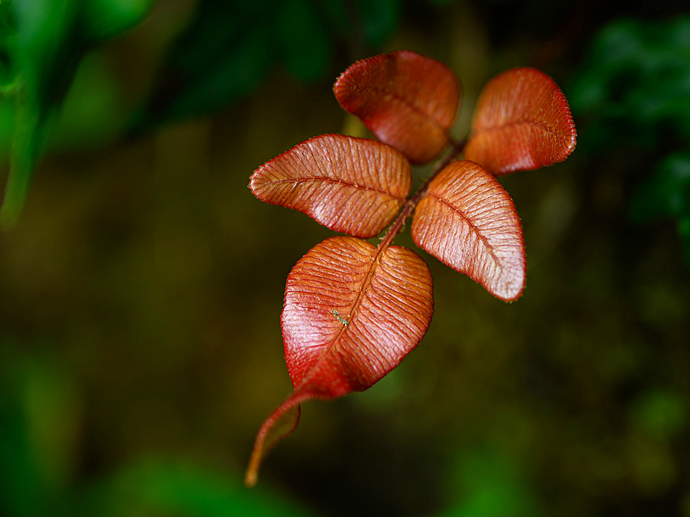 Leaf detail, Cloud Forest, Costa Rica, Central America