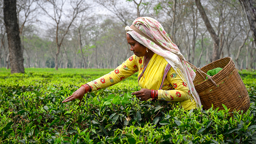 Tea Pickers, Guwahati, Assam, India, Asia