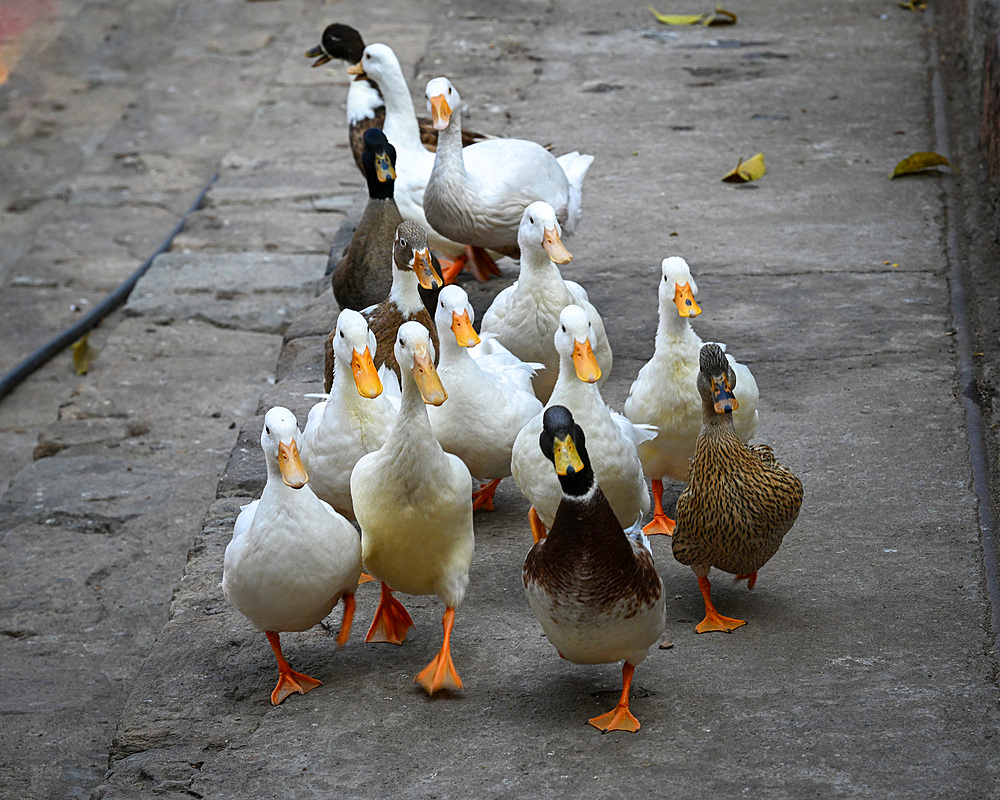 Close-up of ducks, Kamakhya Temple, Guwahati, Assam, India, Asia