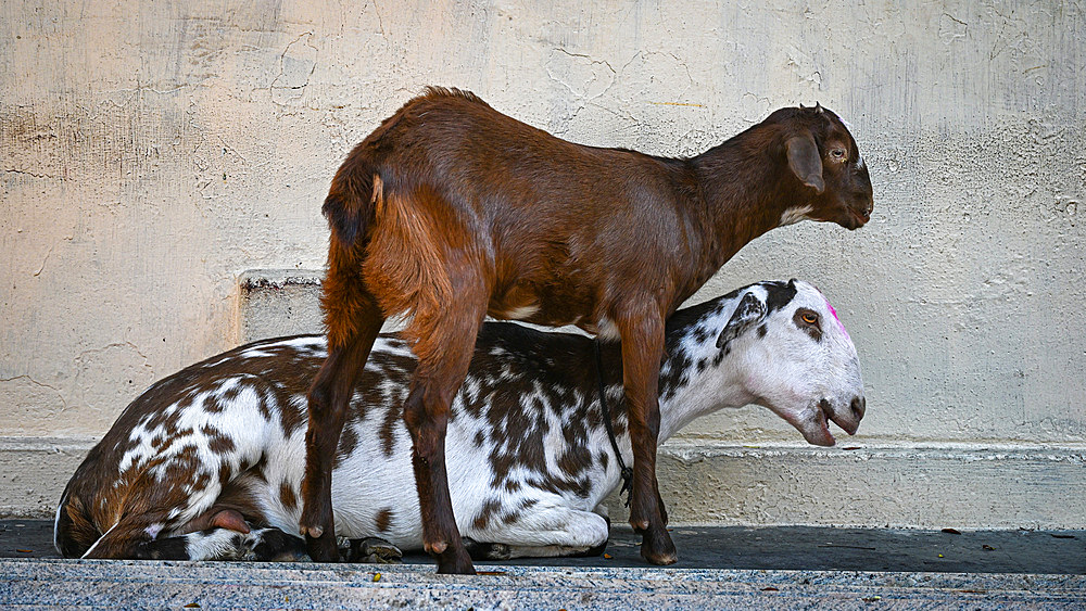 Goats, Kamakhya Temple, Guwahati, Assam, India, Asia