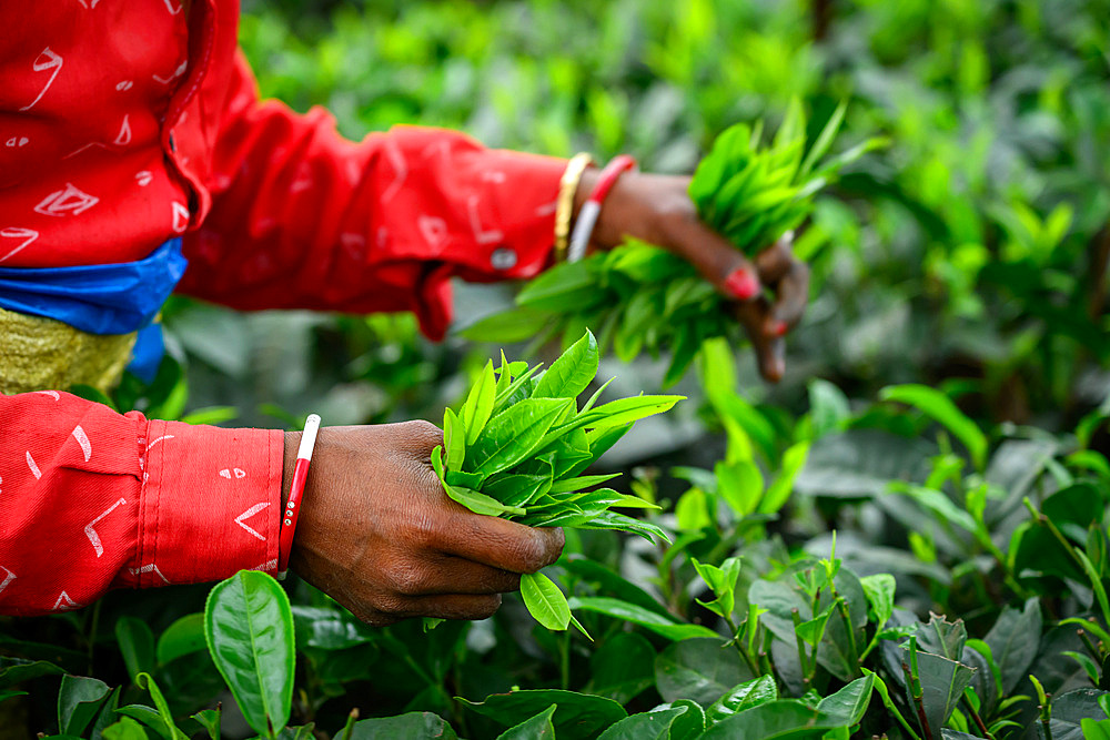 Tea Pickers, Guwahati, Assam, India, Asia