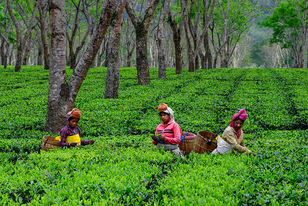 Tea Pickers, Guwahati, Assam, India, Asia