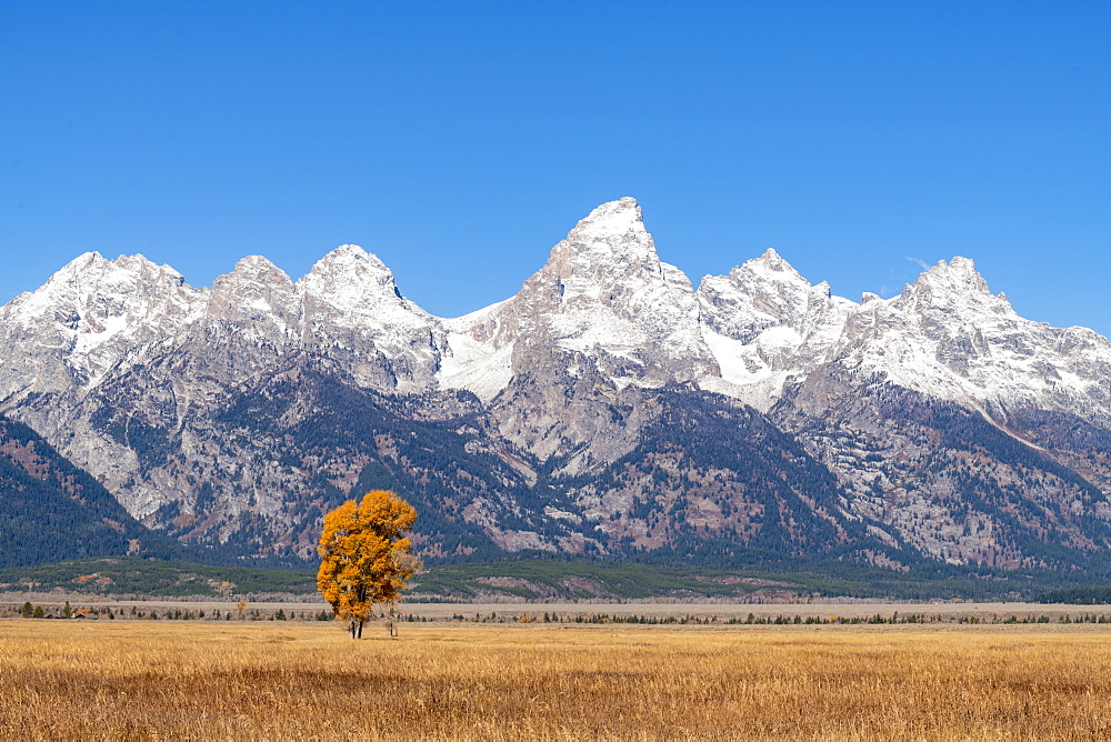 Mormon Row and Teton Range, Grand Teton National Park, Wyoming, United States of America, North America