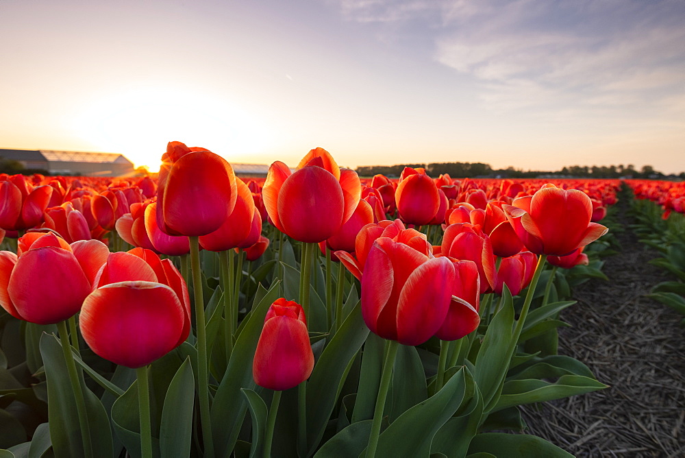 Tulip fields around Lisse, South Holland, The Netherlands, Europe