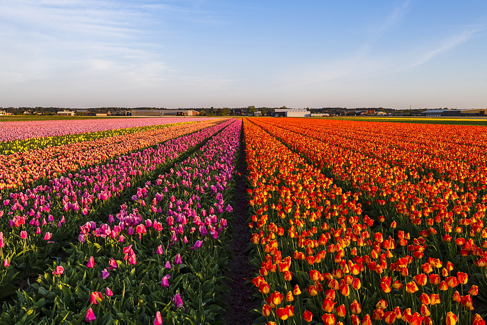 Tulip fields around Lisse, South Holland, The Netherlands, Europe