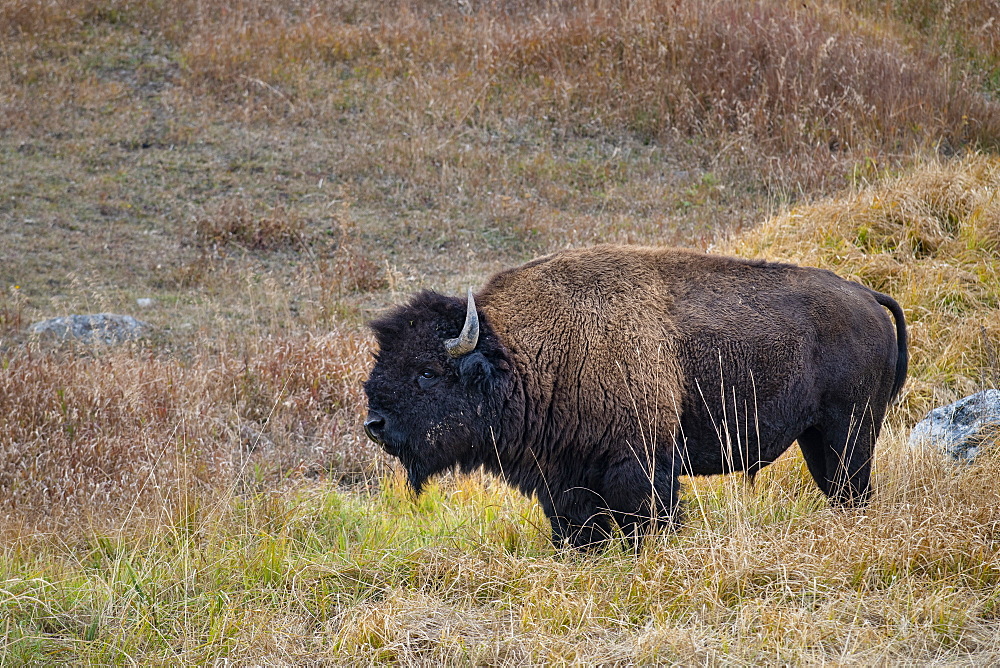 Yellowstone National Park, UNESCO World Heritage Site, Wyoming, United States of America, North America