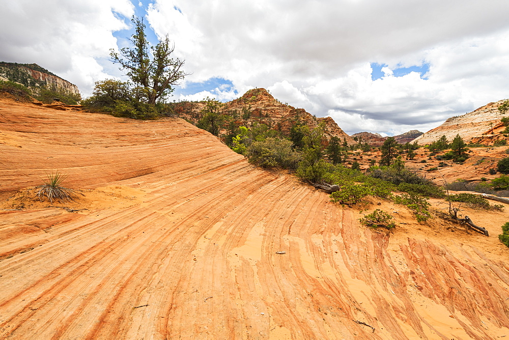 Zion National Park, Utah, United States of America, North America