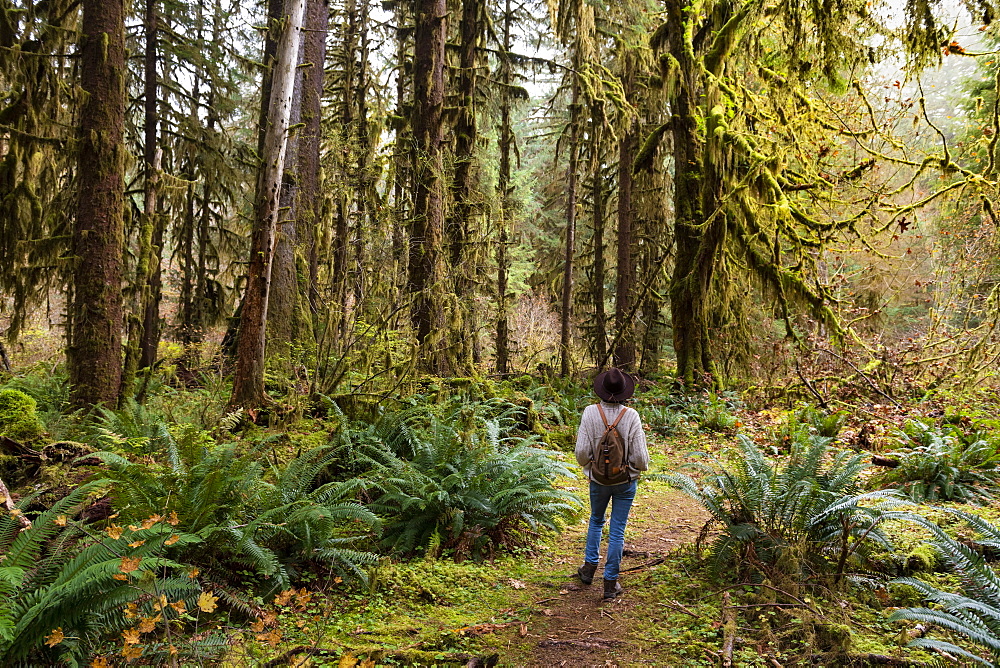 Hall of Mosses rainforest, Olympic National Park, UNESCO World Heritage Site, Washington State, United States of America, North America