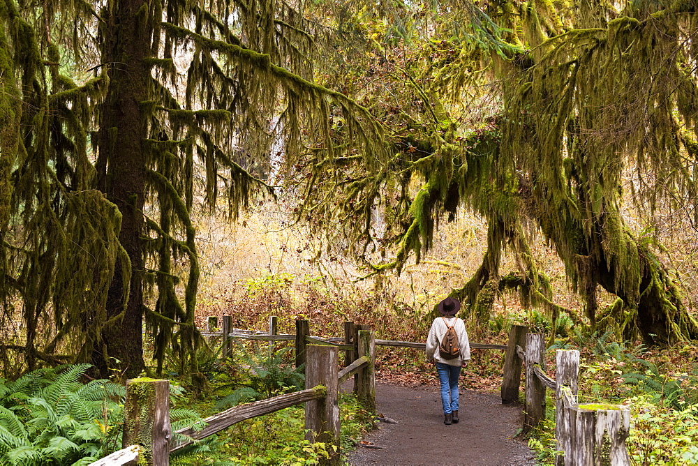 Hall of Mosses rainforest, Olympic National Park, UNESCO World Heritage Site, Washington State, United States of America, North America