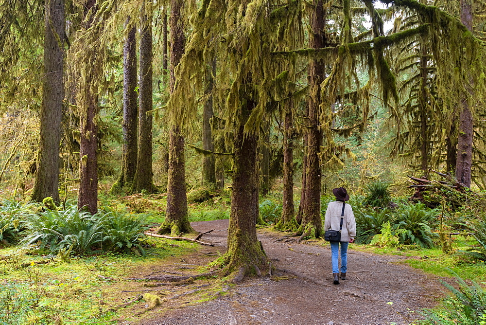 Hall of Mosses rainforest, Olympic National Park, UNESCO World Heritage Site, Washington State, United States of America, North America