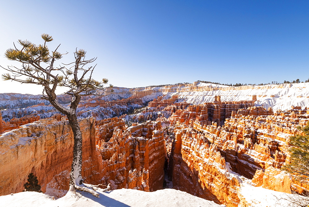 Bryce Canyon National Park, Utah, United States of America, North America