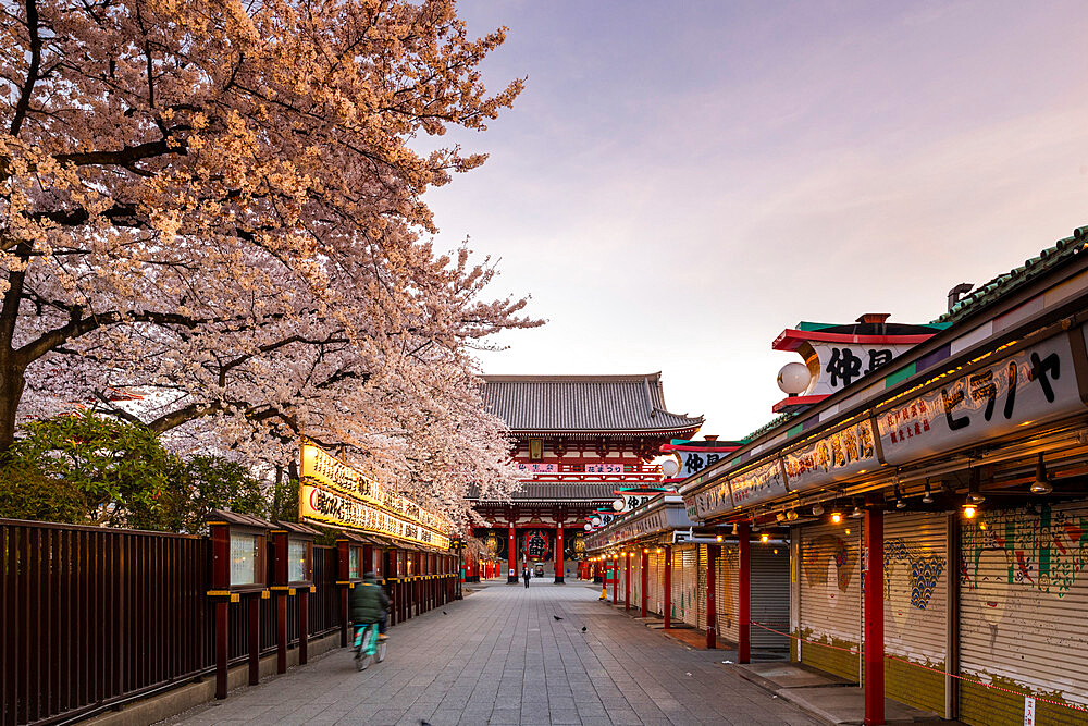 Sensoji Temple in Cherry blossom season, Tokyo, Japan, Asia