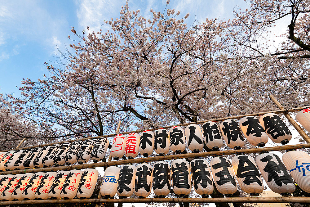 Sensoji Temple in Cherry blossom season, Tokyo, Japan, Asia