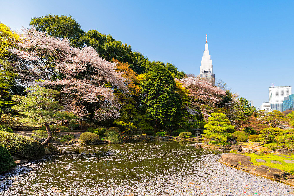 Shinjuku Gyoen and Yoyogi Building during cherry blossom time, Tokyo, Japan, Asia