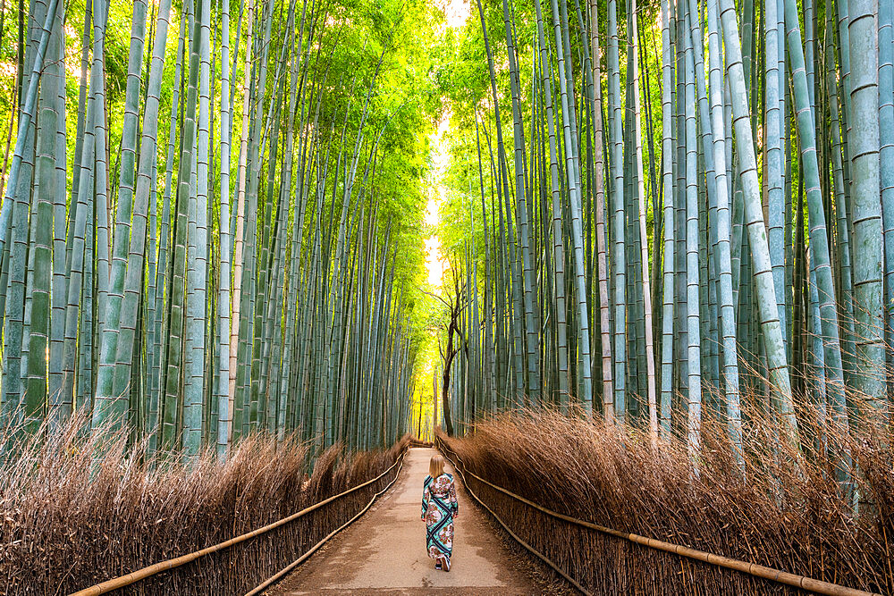 Arashiyama Bamboo Grove Kyoto, Japan, Asia