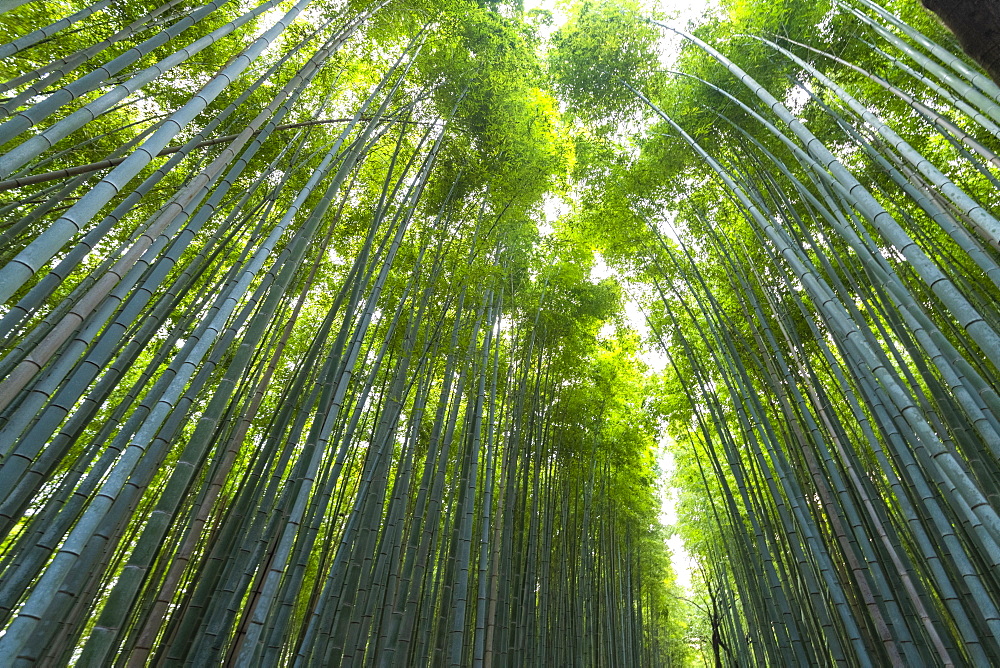 Arashiyama Bamboo Grove Kyoto, Japan, Asia