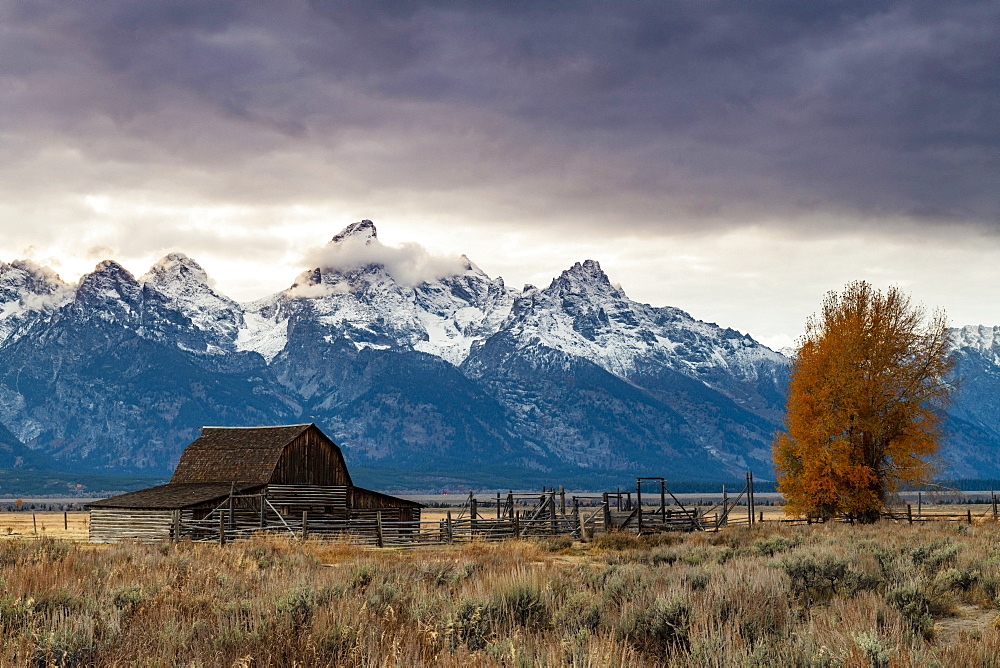 Mormon Row and Teton Range, Grand Teton National Park, Wyoming, United States of America, North America