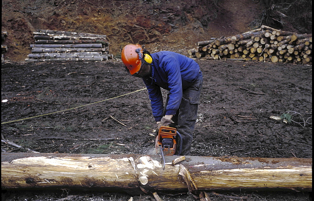 Tree logging, chile, A man cutting up trees in a forest in the south of the country