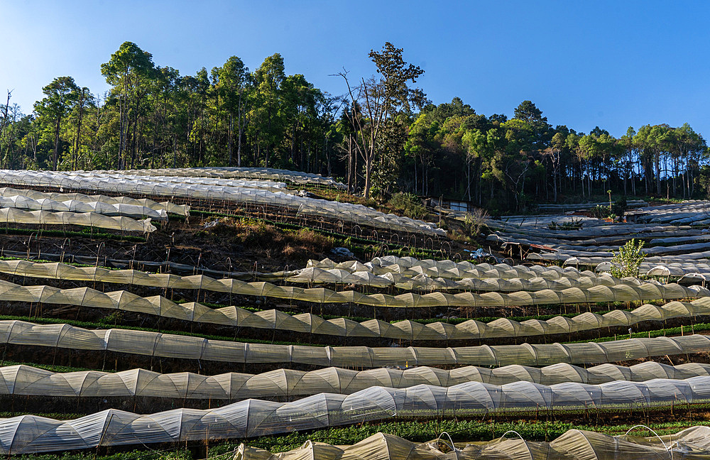 First nation Karen farmers working in fruit and flower greenhouses in Mae Hong Son province, Thailand