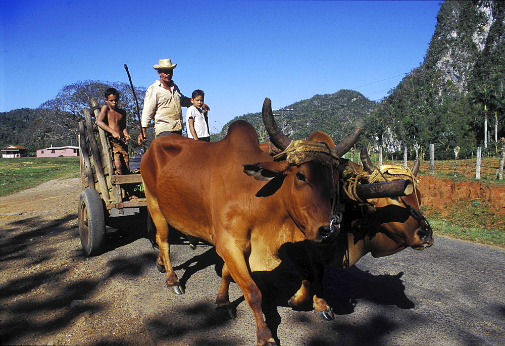 Agriculture, cuba. Pinar del rio province, vinales. Cart pulled by oxen