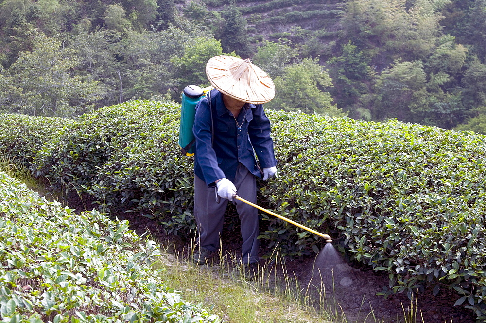 China peasants spraying fertilizer on tea plants during harvest time in yunnan province