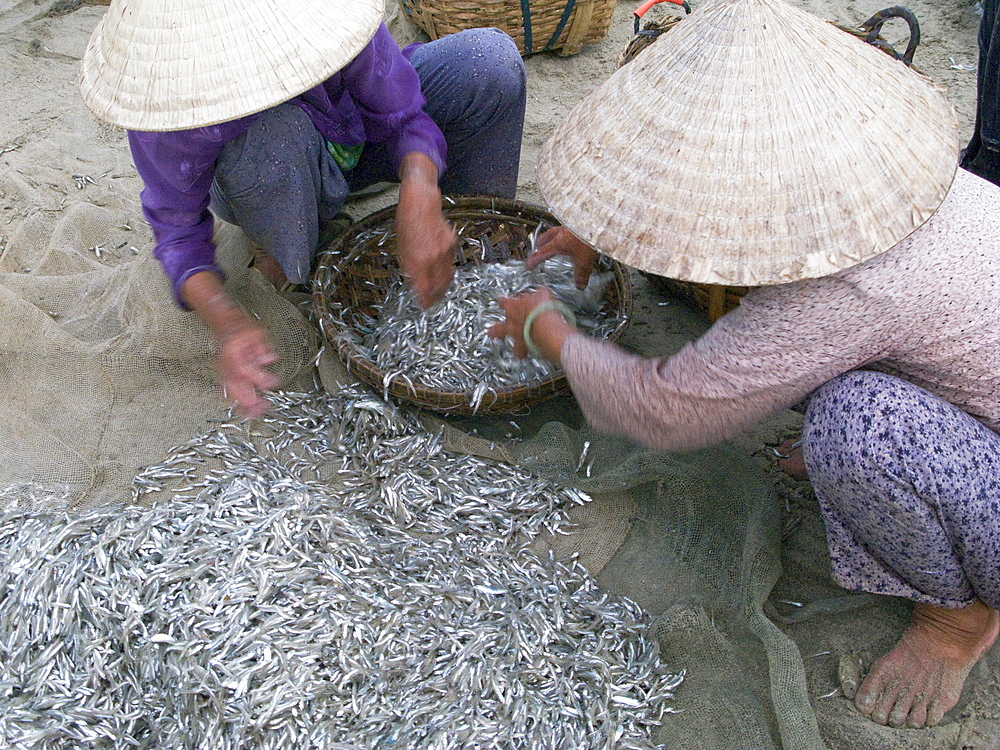 Vietnam, fishing co-operative working near mui ne