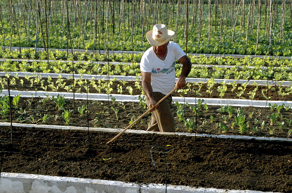 Cuba, agricultural allotments near havana.