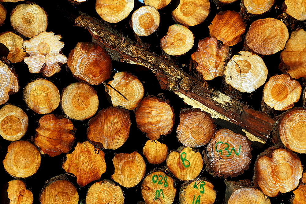 Deforestation and logs for export in a timberyard in new south wales, australia