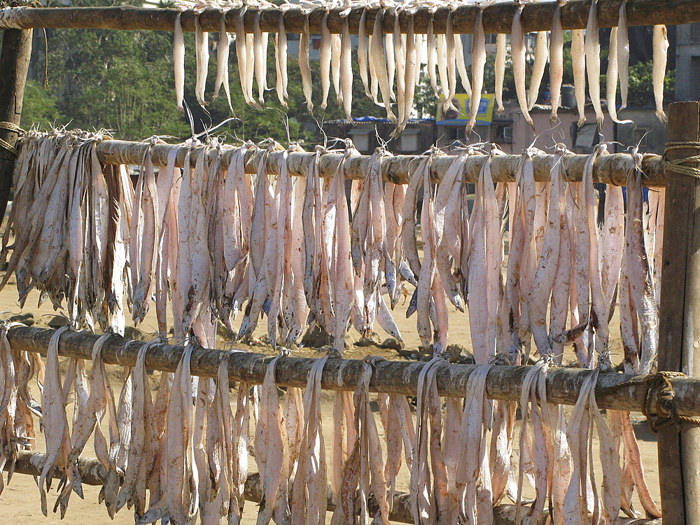 India. Fish left to. Bhandra, mumbai. Photo julio etchart