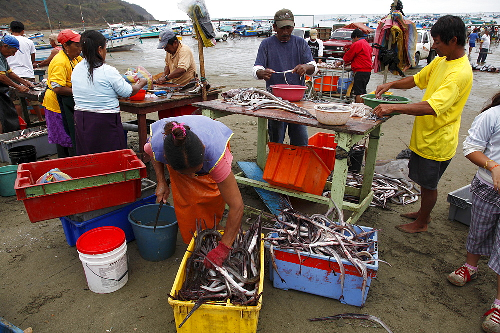 Ecuador. Fishermen bring their catch for sale at puerto lopez on the pacific coast