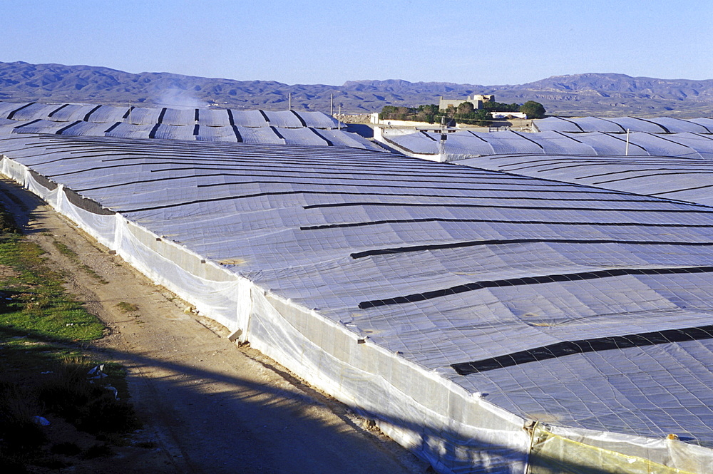 Agriculture, spain. Andalucia, almeria. Greenhouses for salad vegetables