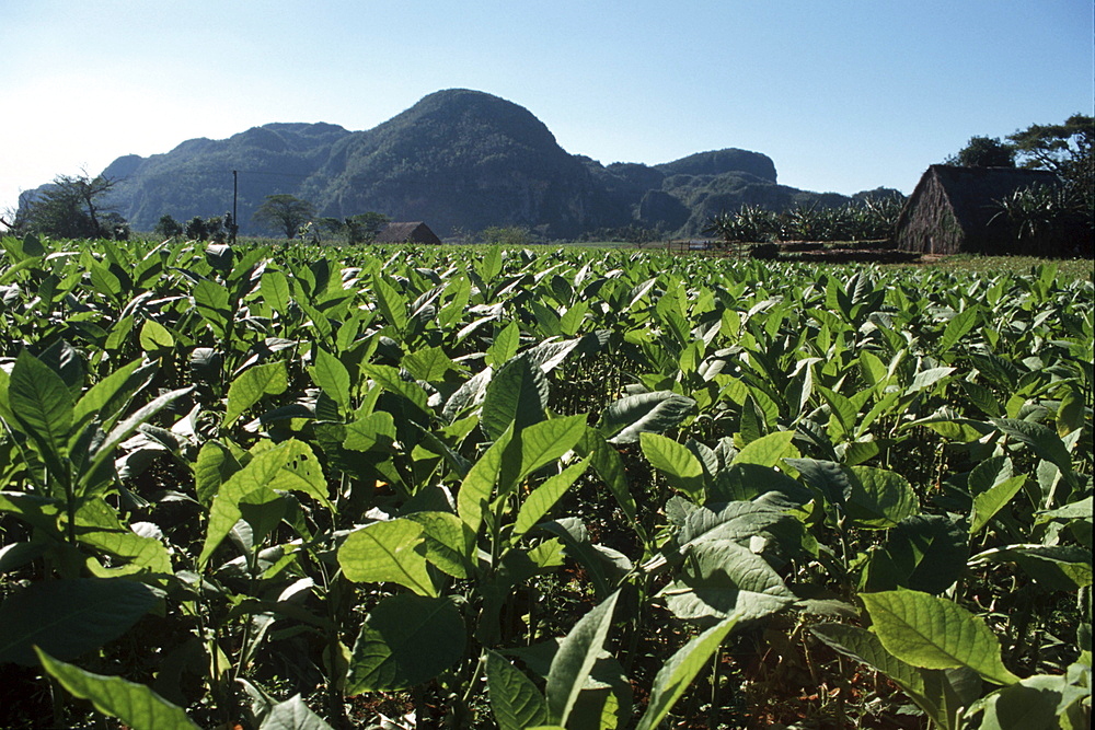 Cuba. Growing tobacco, vinales. Pinar del rio province