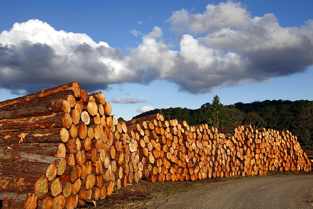 Deforestation and logs for export in a timberyard in new south wales, australia