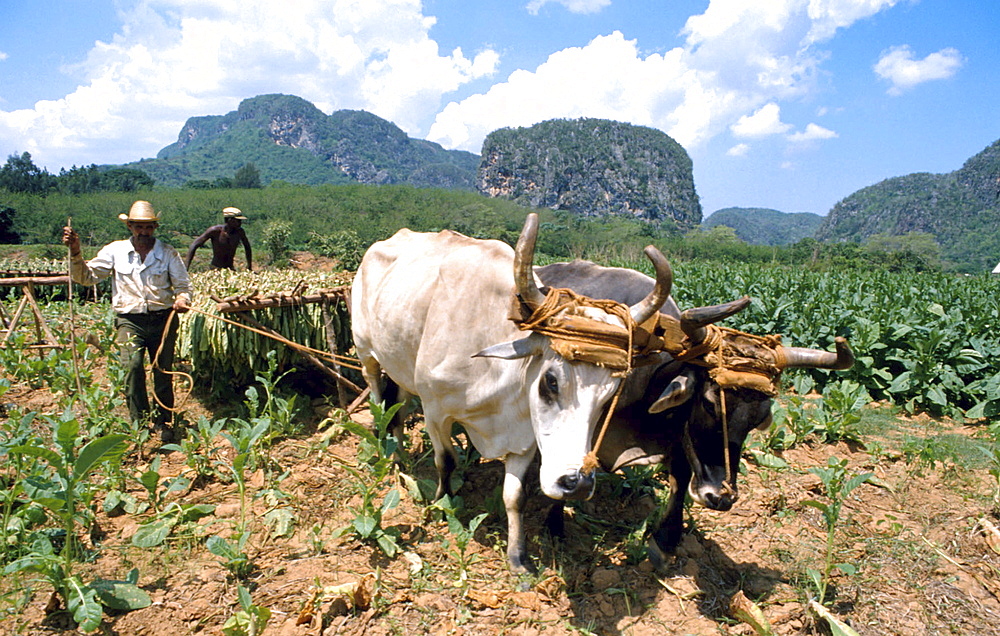 Cuba, storing tobacco, vinales. Pinar del rio province.