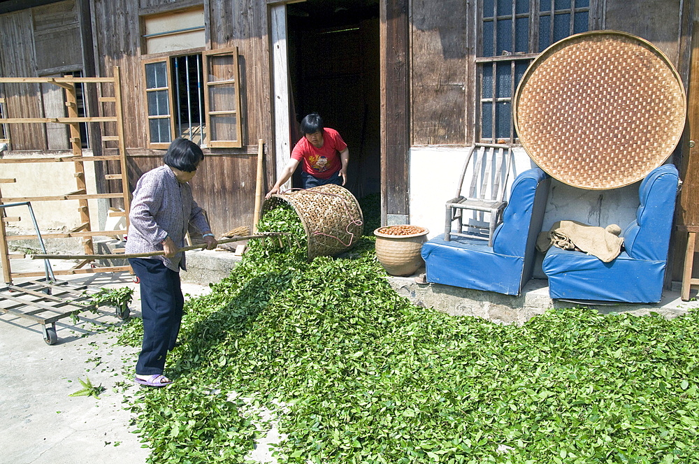 China drying tea leaves after harvest in fujian province