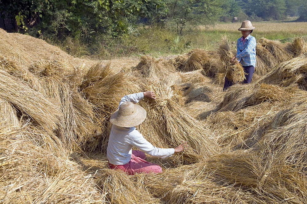 Myanmar (burma) agricultural work near mandalay