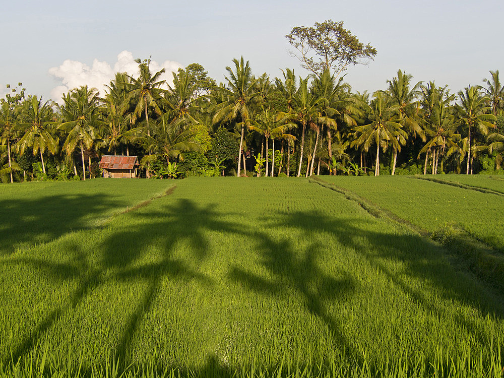 Rice paddy fields in the highlands in Bali, Indonesia, Southeast Asia, Asia